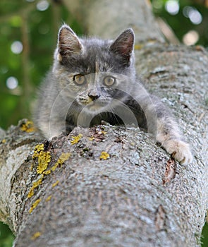 Gray kitten on a tree