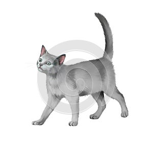 Gray kitten walks against white background