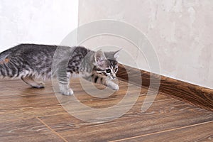 A gray kitten walks on a wooden floor