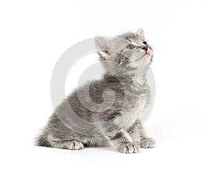 Gray kitten on white