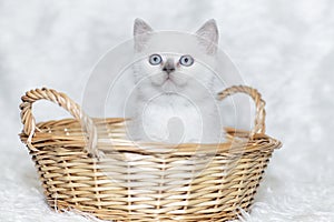 Gray kitten white background