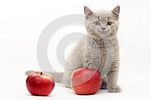 Gray kitten white background