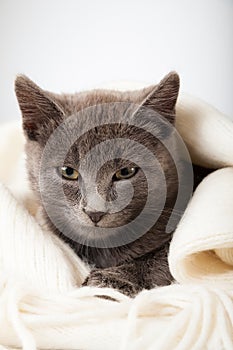 Gray kitten wrapped in a blanket,
