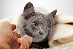 Gray kitten wrapped in a blanket, Hand petting a kitten, smoky c