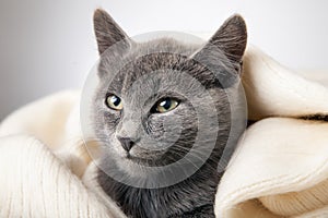 Gray kitten wrapped in a blanket, smoky cat in blanket on a gray