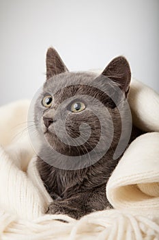 Gray kitten wrapped in a blanket, smoky cat in blanket on a gray