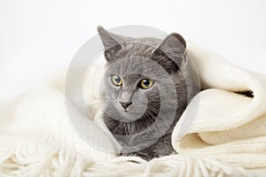 Gray kitten wrapped in a blanket, smoky cat in blanket on a gray