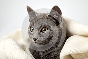 Gray kitten wrapped in a blanket, smoky cat in blanket on a gray