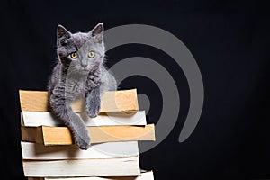 A gray kitten with yellow eyes lying on a pile of books