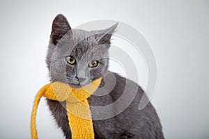 Gray kitten in yellow scarf on a white background, smoky cat in