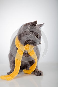 Gray kitten in yellow scarf on a white background, smoky cat in