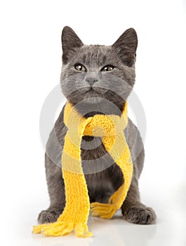 Gray kitten in yellow scarf on a white background, smoky cat in