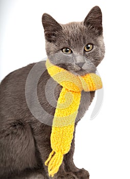 Gray kitten in yellow scarf on a white background, smoky cat in