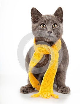 gray kitten in yellow scarf on a white background, smoky cat in knitted scarf,