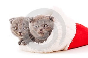 Gray kittens in Christmas hat