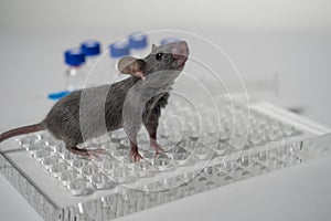 A gray laboratory mouse with an immunological plate, a syringe and vials. Concept - testing of drugs, vaccines