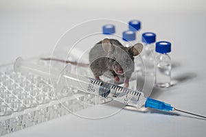 A gray laboratory mouse with an immunological plate, a syringe and vials. Concept - testing of drugs, vaccines