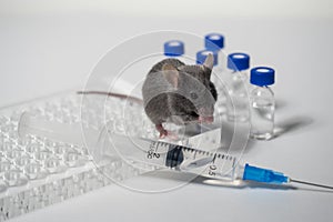 A gray laboratory mouse with an immunological plate, a syringe and vials. Concept - testing of drugs, vaccines