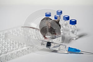 A gray laboratory mouse with an immunological plate, a syringe and vials. Concept - testing of drugs, vaccines