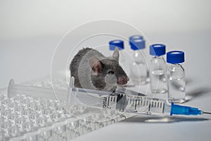 A gray laboratory mouse with an immunological plate, a syringe and vials. Concept - testing of drugs, vaccines