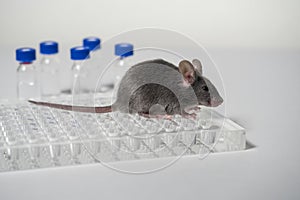 A gray laboratory mouse with an immunological plate and vials.