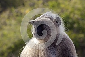 Gray langur