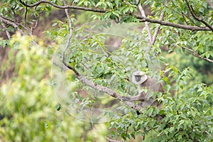 Gray langur