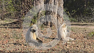 Gray Langur also known as Hanuman Langur in the National Park in India