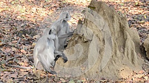 Gray Langur also known as Hanuman Langur in the National Park in India