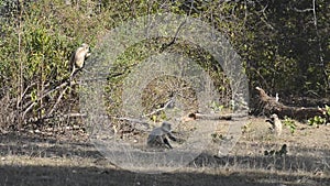 Gray Langur also known as Hanuman Langur in the National Park in India