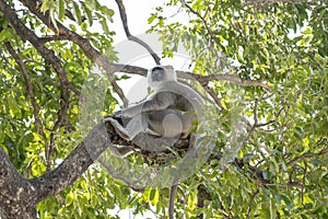 Gray Langur also known as Hanuman Langur on the tree in Rishikesh, India. Close up