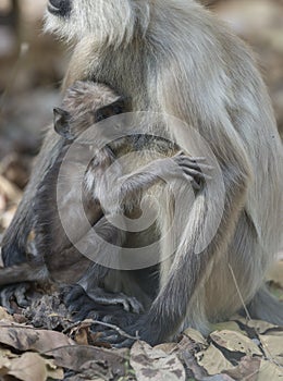 Gray Langur baby with Mother at Bandhavgarh National Park