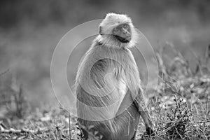 Gray Langur at Bandipur national park