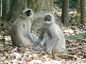 langur close up , indian monkey, black face monkey, face close up