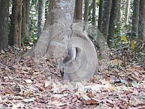 Gray langur close up , indian monkey, black face monkey, face close up
