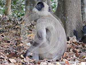 Gray langur close up , indian monkey, black face monkey, face close up