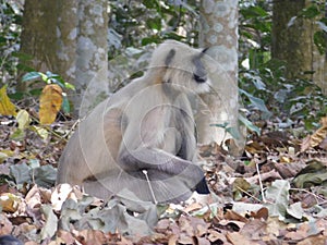 indian monkey, black face monkey, face close up