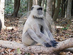 Gray langur close up , indian monkey, black face monkey, face close up