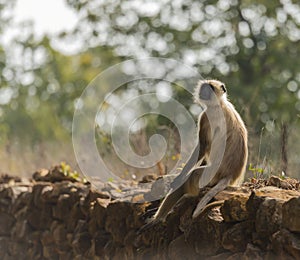 Gray langur, facing camera