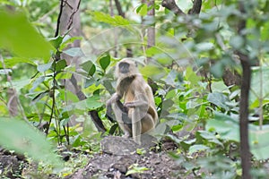 Gray Langur in the Forest