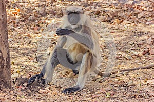 Gray langur, Gir Natonal Park, Gujarat, India