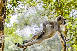 Gray langur or Hanuman langur, Semnopithecus entellus, in Sri Lanka island
