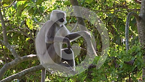 Gray Langur or Hanuman Langurs Semnopithecus schistaceus Sitting on Tree Branch