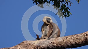 Gray Langur or Hanuman Langurs Semnopithecus schistaceus Sitting on Tree Branch