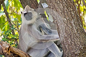 Gray Langur, Kaudulla National Park, Sri Lanka