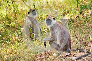 Gray Langur, Kaudulla National Park, Sri Lanka