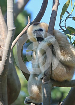 Gray langur monkey angrily bared his teeth, sits on a tree branch