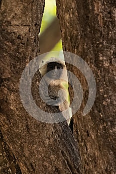 Gray langur, monkey hidden behind a tree