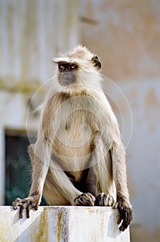 Gray Langur Monkey, India