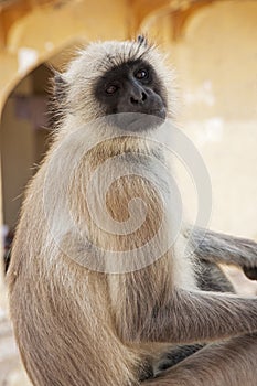 Gray Langur Monkey Presbytis entellus in Jodhpur Rajasthan Indi